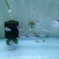 Frontosa - FreshWaterAquatica.com