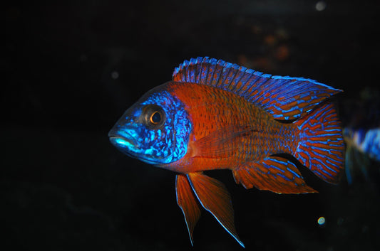 Red peacock cichlid - FreshWaterAquatica.com