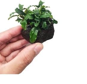 Bucephalandra