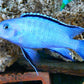 Powder Blue  Cichlid - FreshWaterAquatica.com