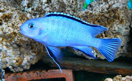 Powder Blue  Cichlid - FreshWaterAquatica.com