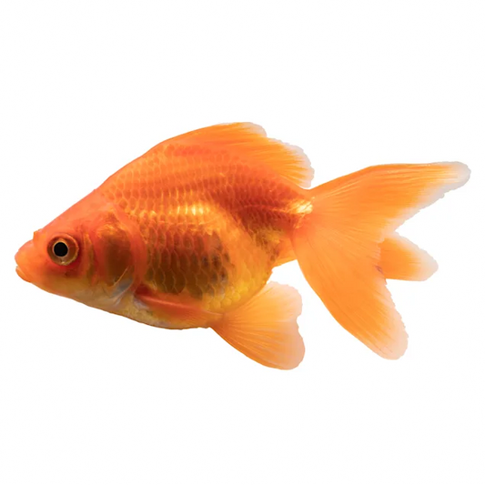 Gold Fish - FreshWaterAquatica.com