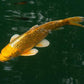 Yellow  Koi Fish - FreshWaterAquatica.com