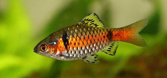 Odessa barb - FreshWaterAquatica.com