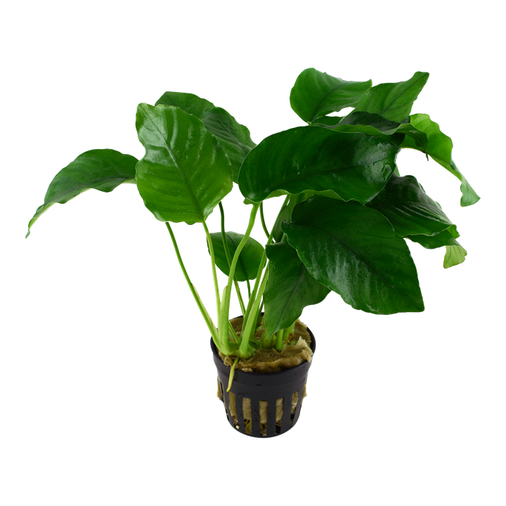 Anubias barteri var. barteri