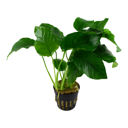 Anubias barteri var. barteri