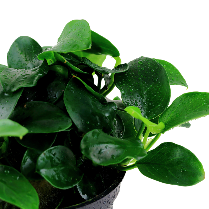 Anubias barteri 'Petite'