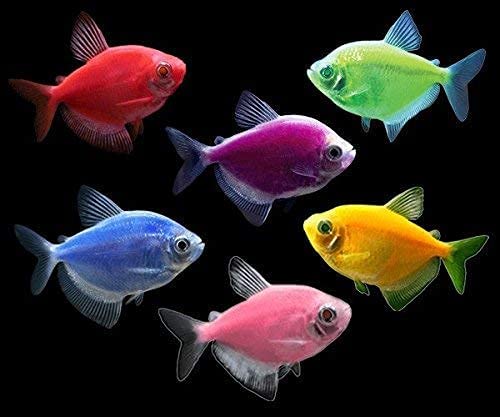 Combo of any 5 colors in one pack ( 5 color fishes ) each 1 piece - FreshWaterAquatica.com