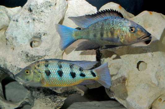 Rostratus Cichlid 3.2 inch
