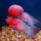 Flowerhorn 9 Inches - FreshWaterAquatica.com