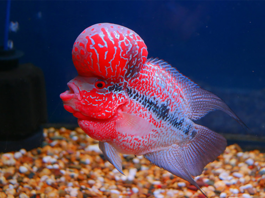 Flowerhorn 9 Inches - FreshWaterAquatica.com