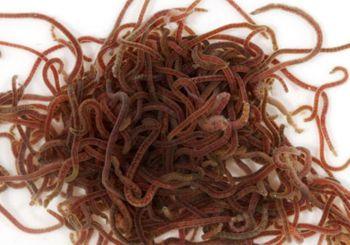 Live Blood worms - FreshWaterAquatica.com