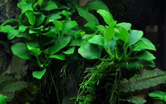 Anubias barteri 'Petite'