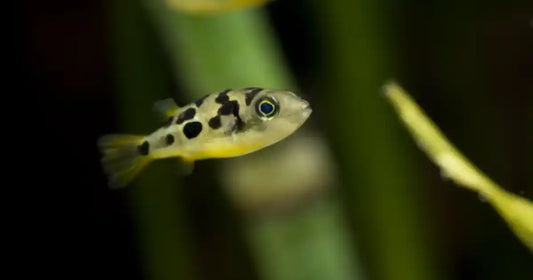 Pea Puffer drawf puffer