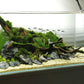 ULTRA CLEAR 60*45*45CM (8MM) TANK ONLY - FreshWaterAquatica.com