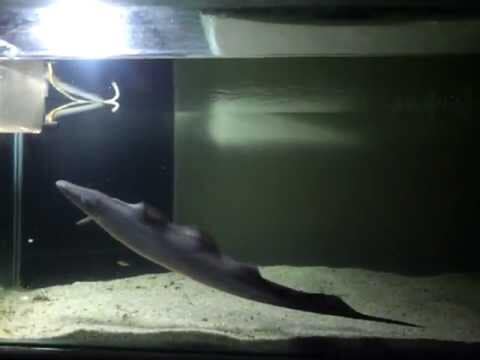 Aba Aba Knife Fish