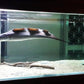 Aba Aba Knife Fish
