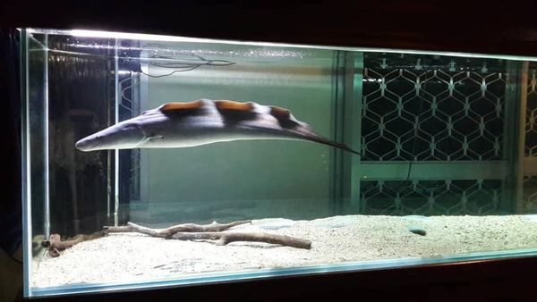 Aba Aba Knife Fish