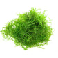Java moss