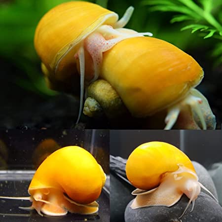 Apple Snail - FreshWaterAquatica.com