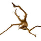 Drift wood Piece - FreshWaterAquatica.com
