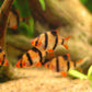 Tiger Barb - FreshWaterAquatica.com