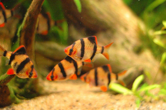 Tiger Barb - FreshWaterAquatica.com