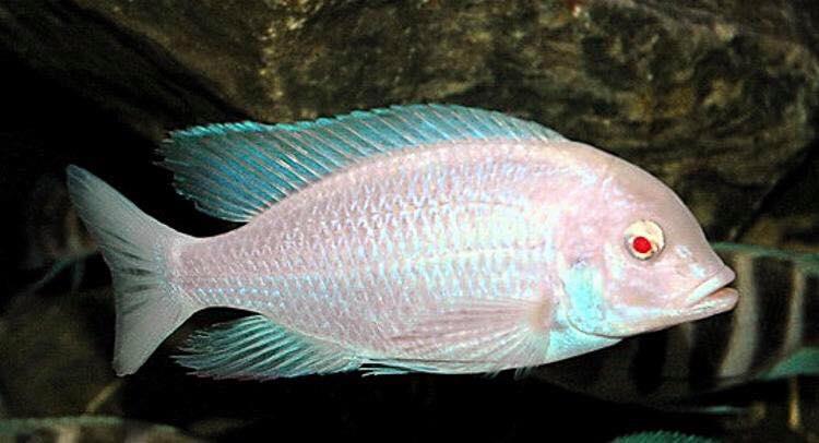 Albino Dolphin Cichlid - FreshWaterAquatica.com