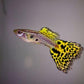 snake skin Guppy - FreshWaterAquatica.com
