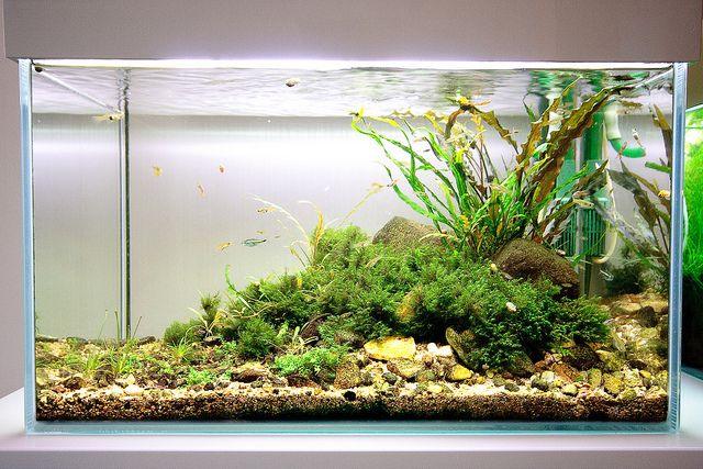 ULTRA CLEAR 60*45*45CM (8MM) TANK ONLY - FreshWaterAquatica.com