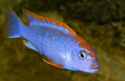 RedTop Mbuna - FreshWaterAquatica.com