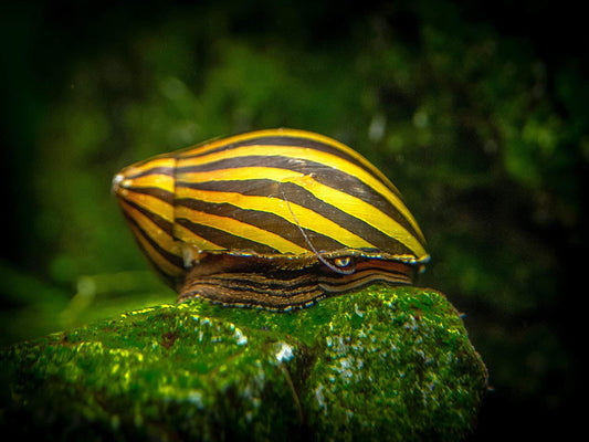 Zebra Snail - FreshWaterAquatica.com