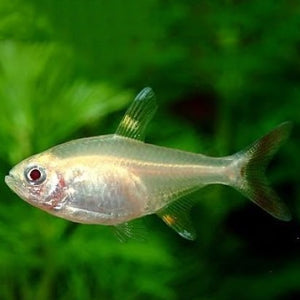 Albino Pristella - FreshWaterAquatica.com