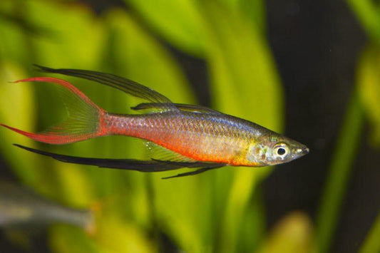 Threadfin rainbowfish - FreshWaterAquatica.com