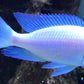 Albino Dolphin Cichlid - FreshWaterAquatica.com