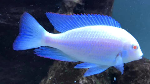Albino Dolphin Cichlid - FreshWaterAquatica.com