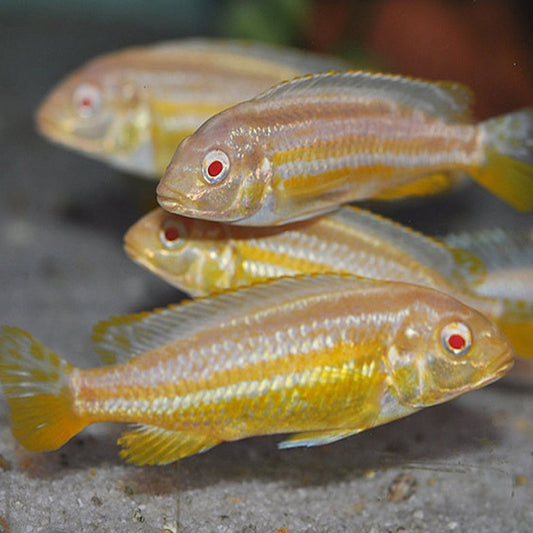 Albino Auratus - FreshWaterAquatica.com