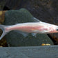 Albino iridescent Shark - FreshWaterAquatica.com