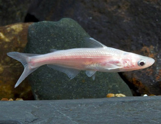 Albino iridescent Shark - FreshWaterAquatica.com