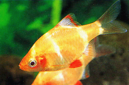 Albino  Tiger Barb - FreshWaterAquatica.com