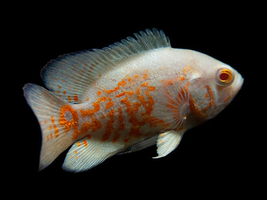 Oscar Cichlid ( Mango Oscar ) - FreshWaterAquatica.com