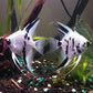 Panda Angel Fish - FreshWaterAquatica.com