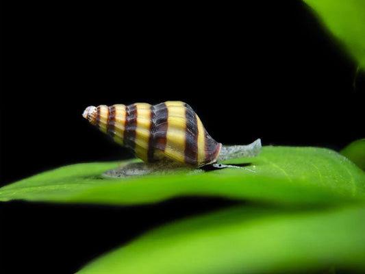 Assassin Snails (Clea helena) - FreshWaterAquatica.com