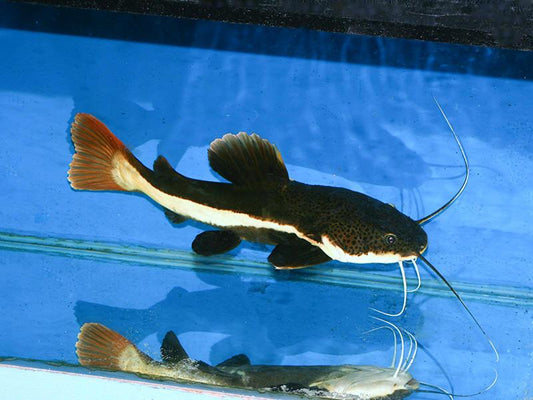 The Redtail catfish - FreshWaterAquatica.com