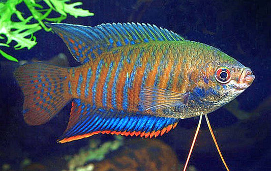 Colisa fasciata Striped Gourami 2.8 inches