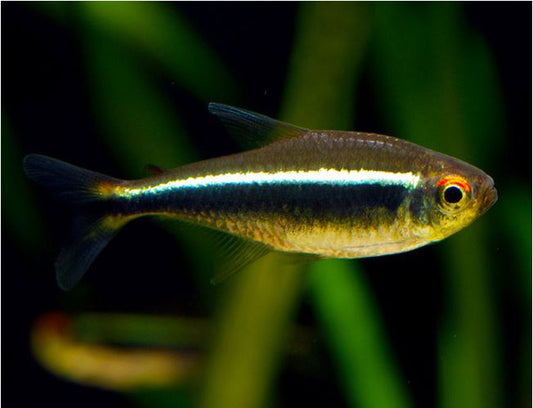 Black Neon Tetra Fish - FreshWaterAquatica.com