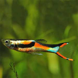 Endler Guppy - FreshWaterAquatica.com