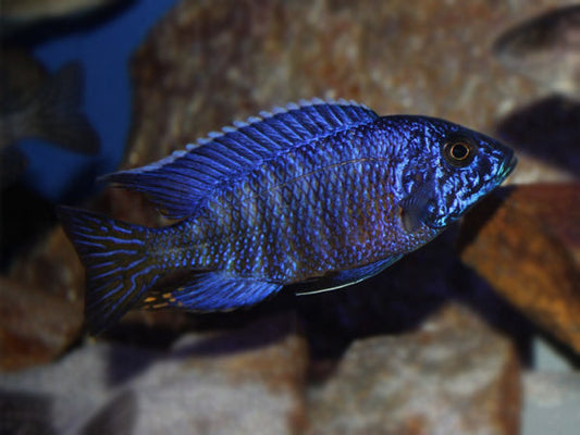 Blue Peacock Cichlid - FreshWaterAquatica.com