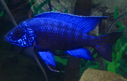 Electric Blue Peacock Cichlid - FreshWaterAquatica.com