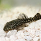Bristlenose Pleco - FreshWaterAquatica.com